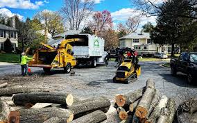 Professional Tree Care in Coburg, OR
