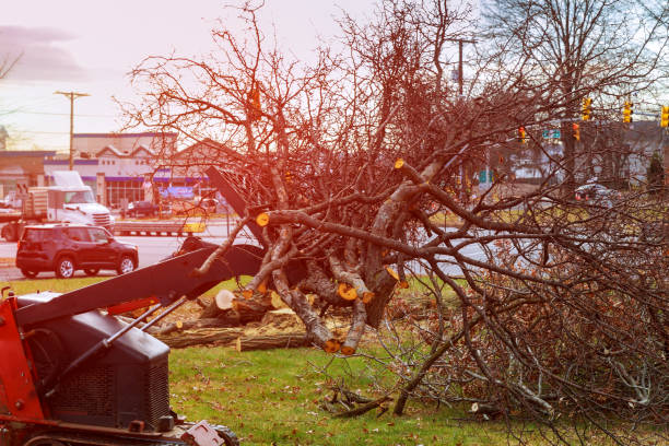 How Our Tree Care Process Works  in  Coburg, OR